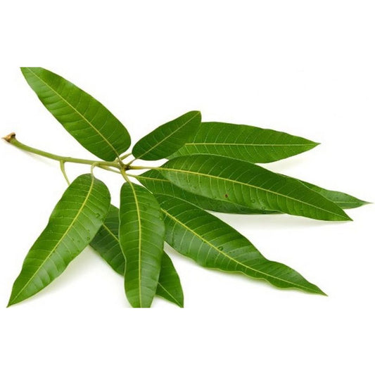 Mango Leaf 2 stk / 2 Leaves