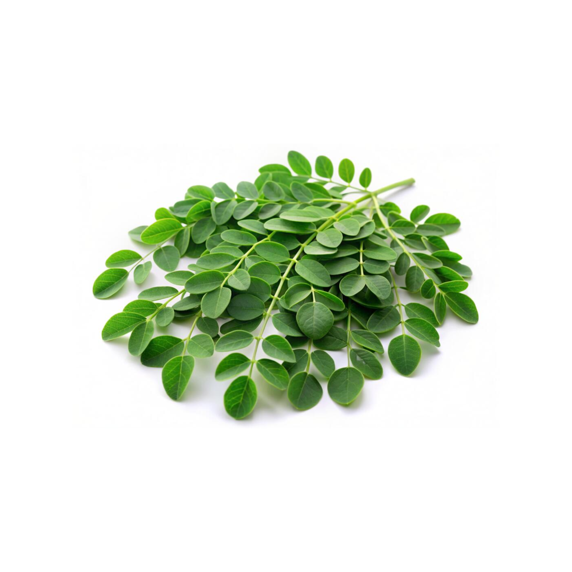 Moringa Leaves (1 bunch)